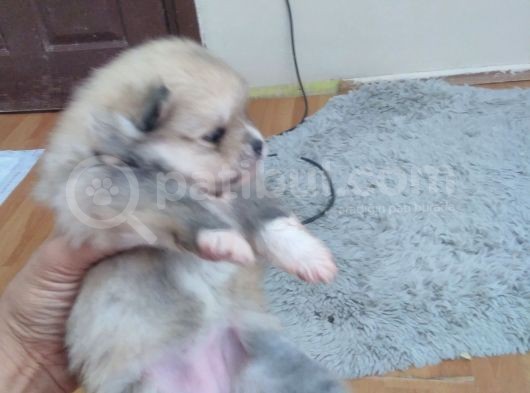 Taksit Imkanı Vardır  Süt Beyaz Erkek Orange Dişi görsel