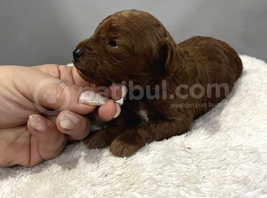 Darkredbrown Ev Doğum Bebeklerim görsel