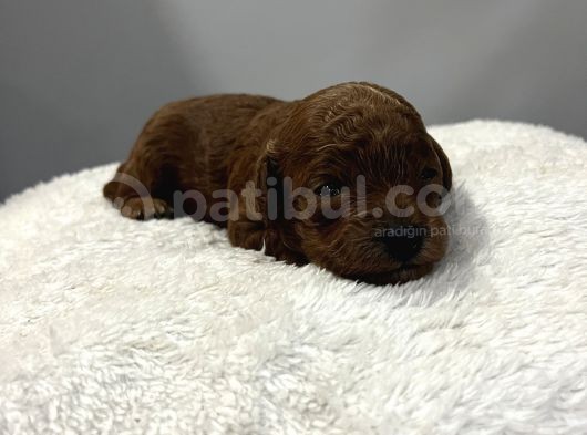 Darkredbrown Ev Doğum Bebeklerim görsel