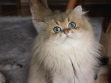 Full Secereli Iki Erkek Bir Dişi Kedi