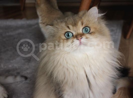 Full Secereli Iki Erkek Bir Dişi Kedi görsel