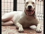 Mükemmel Kalite Dogo Argentino Yavrularımız