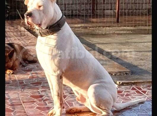 Mükemmel Kalite Dogo Argentino Yavrularımız görsel