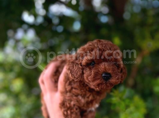 Üst Düzey Teacup Poodle Bebekler görsel