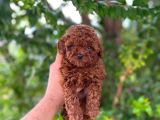 Üst Düzey Teacup Poodle Bebekler
