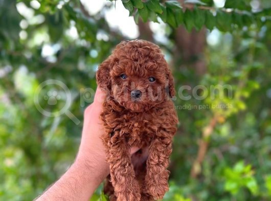 Üst Düzey Teacup Poodle Bebekler görsel