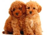 TOOY POODLE YAVRUMUZ 0 TEACUP 