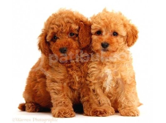 Tooy Poodle Yavrumuz 0 Teacup 