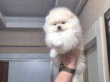 Pomeranian Boo Köpek Son 1 Hafta 25 Bi̇n Tl Tüm Eşyalariyla