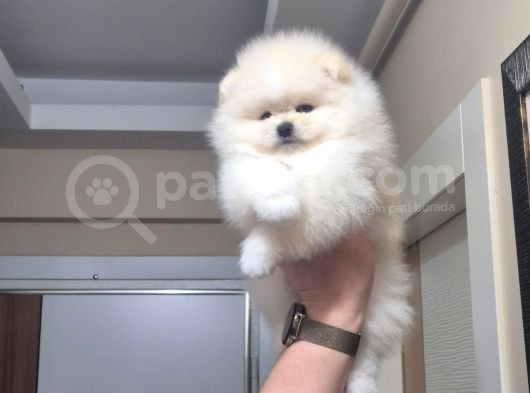 Pomeranian Boo Köpek Son 1 Hafta 25 Bi̇n Tl Tüm Eşyalariyla görsel