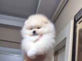 Pomeranian Boo Köpek Son 1 Hafta 25 Bi̇n Tl Tüm Eşyalariyla