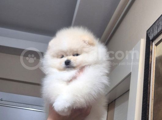 Pomeranian Boo Köpek Son 1 Hafta 25 Bi̇n Tl Tüm Eşyalariyla görsel