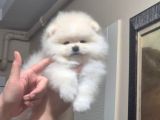 Pomeranian Boo Köpek Son 1 Hafta 25 Bi̇n Tl Tüm Eşyalariyla