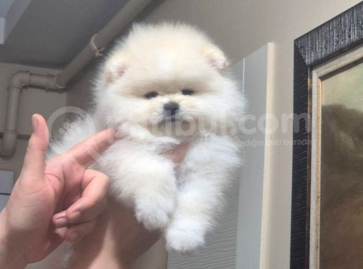 Pomeranian Boo Köpek Son 1 Hafta 25 Bi̇n Tl Tüm Eşyalariyla görsel