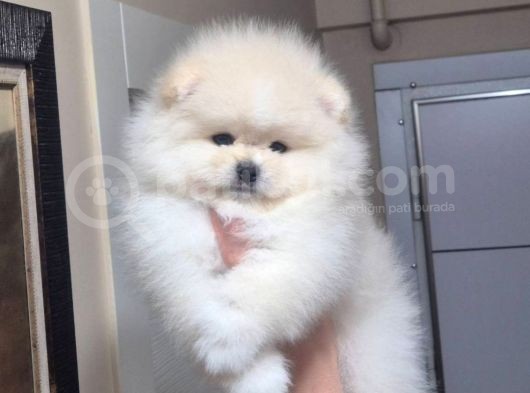 Pomeranian Boo Köpek Son 1 Hafta 25 Bi̇n Tl Tüm Eşyalariyla