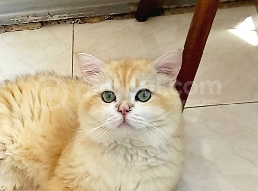 Mi̇ni̇ Mi̇ni̇ Bi̇rler Yolunuzu Gözler görsel