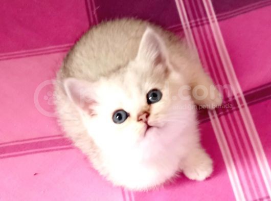 Mi̇ni̇ Mi̇ni̇ Bi̇rler Yolunuzu Gözler görsel