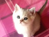 Mi̇ni̇ Mi̇ni̇ Bi̇rler Yolunuzu Gözler