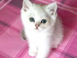 Mi̇ni̇ Mi̇ni̇ Bi̇rler Yolunuzu Gözler