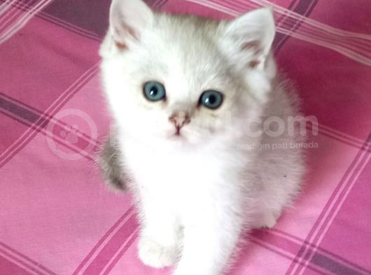 Mi̇ni̇ Mi̇ni̇ Bi̇rler Yolunuzu Gözler görsel