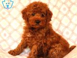 TOOY POODLE YAVRUMUZ 0 TEACUP 