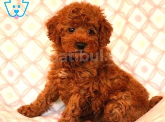 Tooy Poodle Yavrumuz 0 Teacup 
