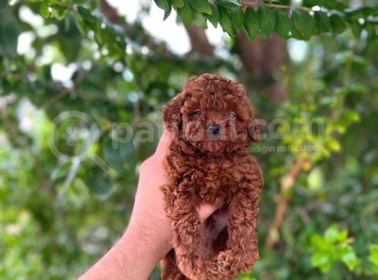 Teacup Üst Düzey Dark Red Bebekler