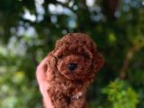 Teacup Üst Düzey Dark Red Bebekler