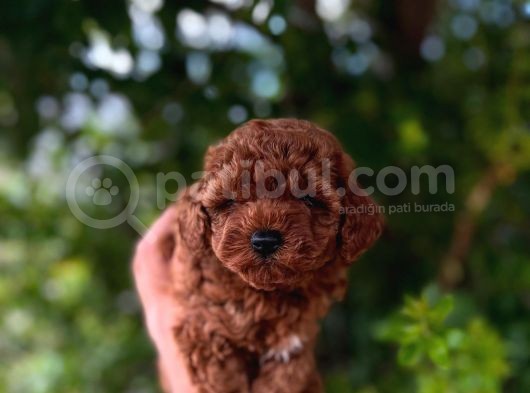 Teacup Üst Düzey Dark Red Bebekler görsel