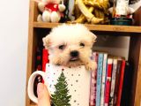 Safkan Teacup Maltese Bebeklerim