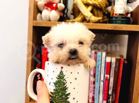 Safkan Teacup Maltese Bebeklerim görsel