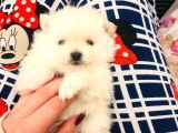 Üst Kalitede Teddy Bear Pomeranian Boo Bebişlerim