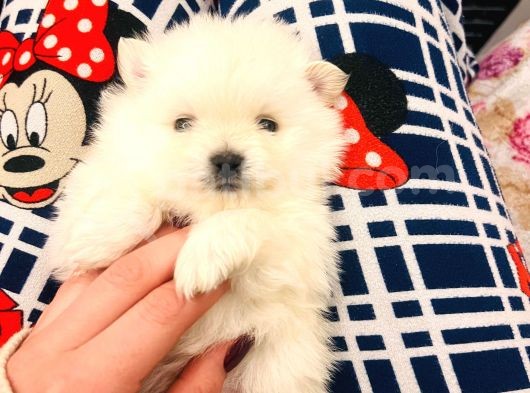 Üst Kalitede Teddy Bear Pomeranian Boo Bebişlerim