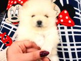 Üst Kalitede Teddy Bear Pomeranian Boo Bebişlerim