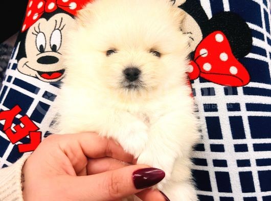 Üst Kalitede Teddy Bear Pomeranian Boo Bebişlerim görsel
