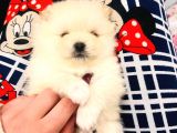 Üst Kalitede Teddy Bear Pomeranian Boo Bebişlerim