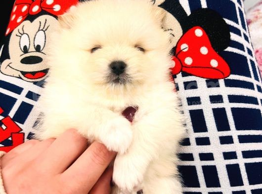 Üst Kalitede Teddy Bear Pomeranian Boo Bebişlerim görsel