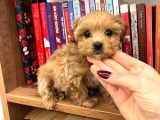 Teacup Ev Şekerleri Ailelere Uygun Maltipoo