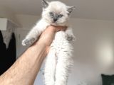 55 Günlük Safkan Bri̇ti̇sh Kedi̇leri̇mi̇z