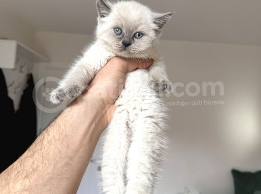 55 Günlük Safkan Bri̇ti̇sh Kedi̇leri̇mi̇z görsel