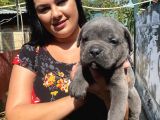 Blue cane corso yavrularım