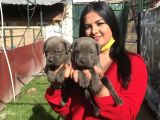Canecorso Yavrularım