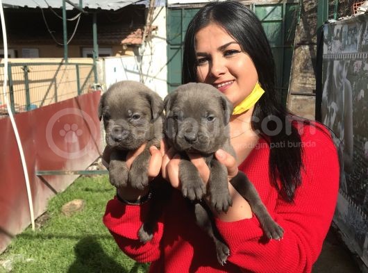 Canecorso Yavrularım görsel
