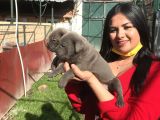 Canecorso Yavrularım