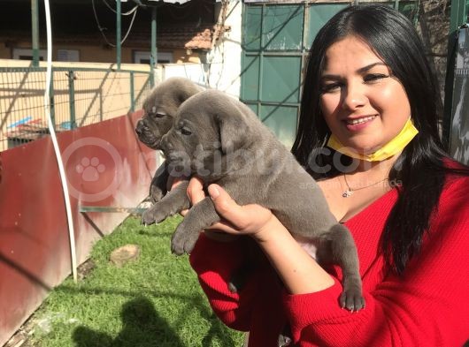 Canecorso Yavrularım görsel