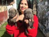Canecorso Yavrularım