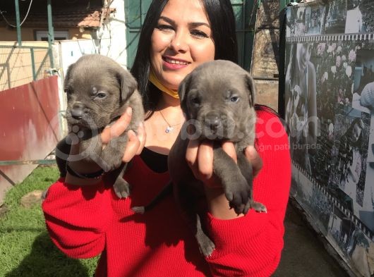 Canecorso Yavrularım görsel