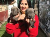 Canecorso Yavrularım