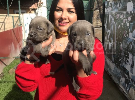 Canecorso Yavrularım görsel