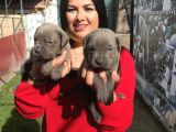 Canecorso yavrularım